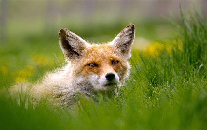 grass, blur, fox, predator