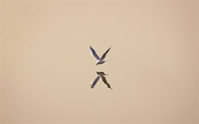 gaivota, pássaro, minimalismo