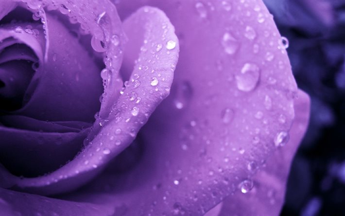 drops, macro, rose, purple
