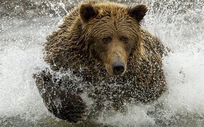de la rivière, le grizzli, l'ours, le spray