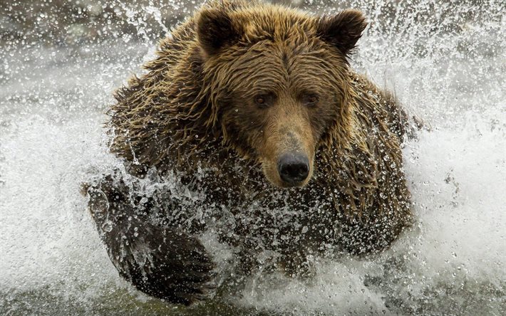 flod, grizzly, björn, spray
