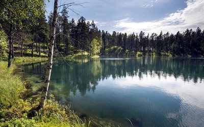 forest lake, landscape, nature