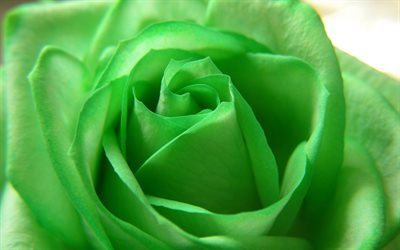 緑色のバラ, 芽, マクロ, 花
