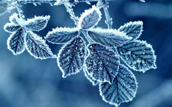 leaves, branch, frost, winter
