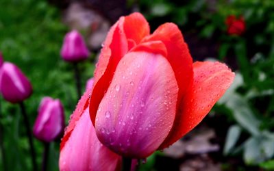 des fleurs, des tulipes, des gouttes de rosée, les tulipes