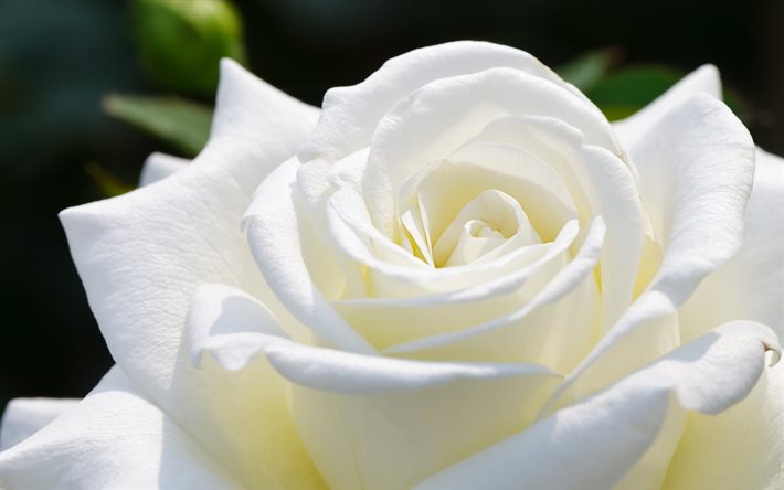 bud, white rose, macro
