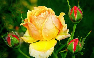 yellow rose, bud, flowers