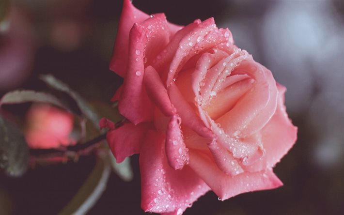 rosa rosa, flores, macro, gotas