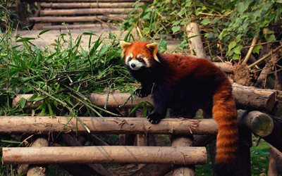 röd panda, zoo, firefox