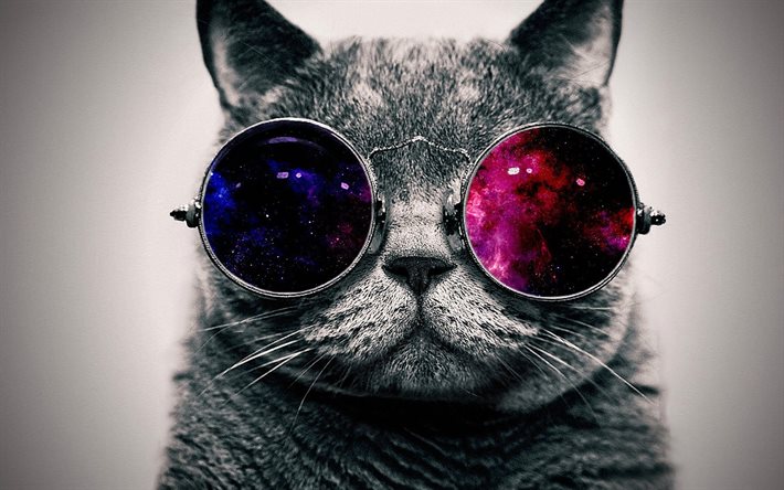 cat, glasses, creative