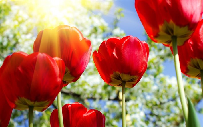 les rayons du soleil, les tulipes, les macro