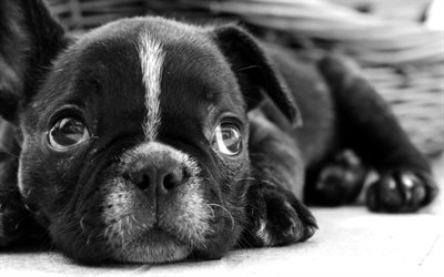 french bulldog, black & white photo, dogs
