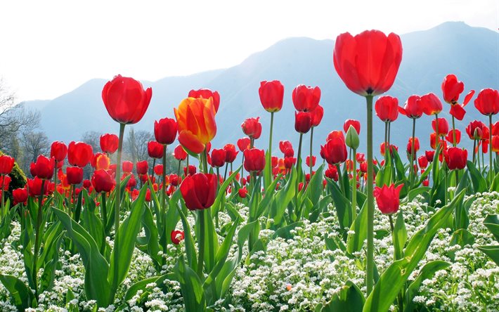 plantation, tulips, flowers
