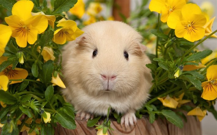 flowers, guinea pig, guinea pigs