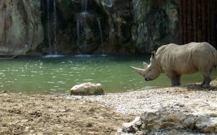 noshörning, djurpark, vattenfall