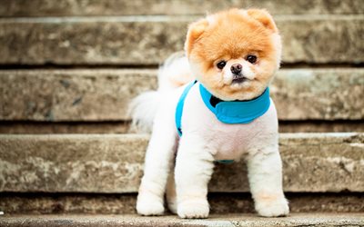 dogs, puppy, stairs, pomeranian