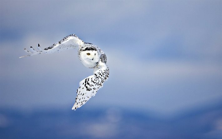 flight, white owl, polar owl, bubo scandiacus, nyctea scandiaca