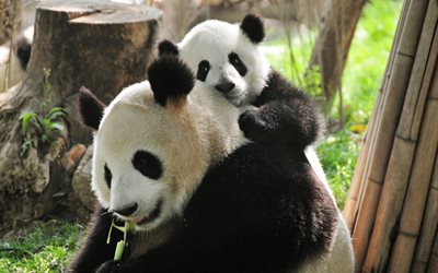 panda, zoo