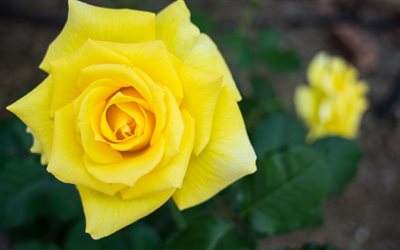 flower, yellow rose, bud, macro