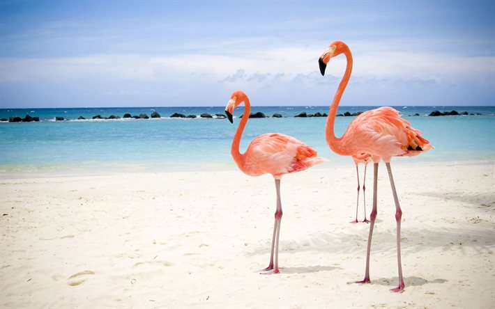 pink flamingo, shore, birds