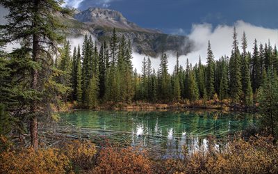 كندا, بانف, clear lake, الغابات
