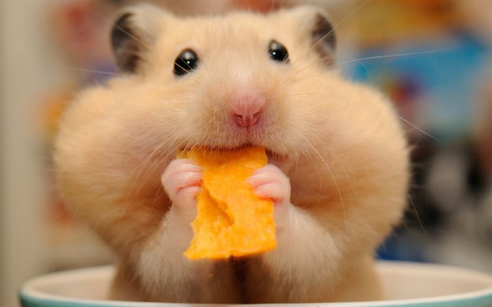hamster, cheeks, funny animals, muzzle, rodents, chips