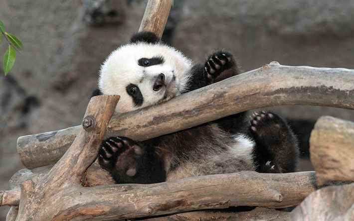 panda, bears, cub, tree, cute animals