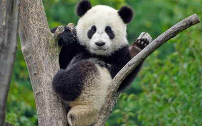 panda em uma árvore, animais fofos, pequeno panda, ursos fofos, panda, floresta, animais selvagens, panda em um galho