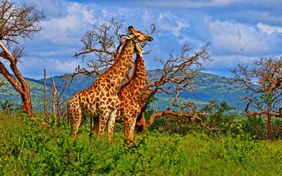 iki zürafa, 4k, savana, yaban hayatı, afrika, zürafa, zürafalar ile resimler, hdr, zürafalar