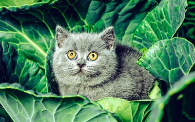 británico de pelo corto, gatito, animales bonitos, gatito gris, azul británico, gatos, gatito en hojas, hojas verdes, mascotas