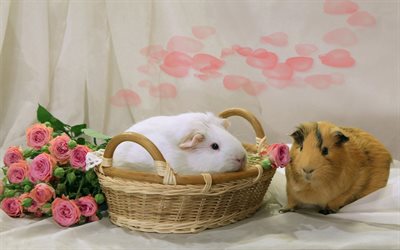 モルモット, かわいい動物たち, バスケット, ピンク色のバラ, ブーケのバラの花