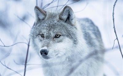 वन्य जीवन, भेड़िया, सर्दी, शिकारियों, बर्फ