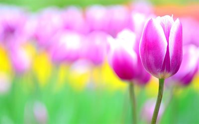tulipani rosa, primavera, sfocato, tulipani