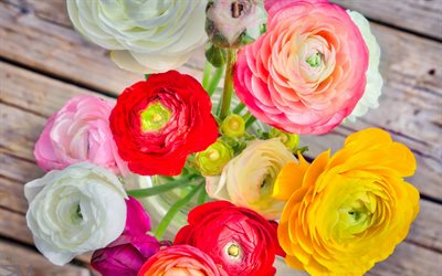 bright bouquet, buttercup, ranunculus, beautiful flowers, colorful bouquet, buds, bouquet, Ranunculaceae