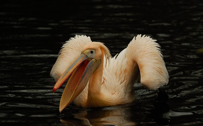 pelican, birds, lake, pink bird