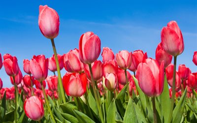 pink tulips, blue sky, summer, field