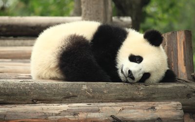 little panda, cub, zoo, cute animals, Ailuropoda melanoleuca, small panda, Giant panda, panda bear, bokeh, panda, pandas