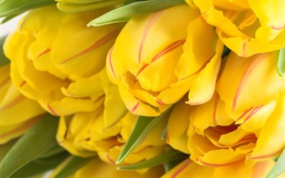 पीला ट्यूलिप, 4k, कलियों, वसंत के फूल, मैक्रो, bokeh, पीले फूल, गुलदस्ता, सुंदर फूल, ट्यूलिप के साथ पृष्ठभूमि, पीली कलियाँ