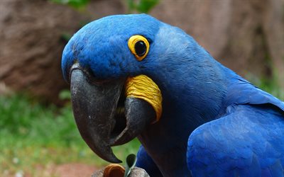 4k, Hyacinth macaw, close-up, macaws, blue parrot, Anodorhynchus hyacinthinus, bokeh, pictures with macaw, parrots, macaw, Ara