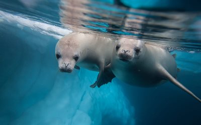 lobos marinos, arctocephalinae, focas bajo el agua, otariidae, antártida, vida silvestre, mundo submarino, focas