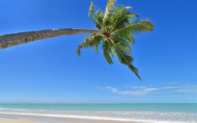 palmera sobre el océano, verano, océano, palmera sobre el mar, hojas de palma, marina, turismo de verano