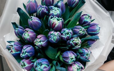 violetta tulpaner, bukett tulpaner, vårblommor, makro, violetta blommor, tulpaner, vackra blommor, bakgrunder med tulpaner, violetta knoppar