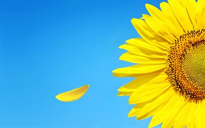4k, solros, flygande kronblad, gula blommor, sommarblommor, helianthus, gula kronblad, solrosor, bild med solrosor
