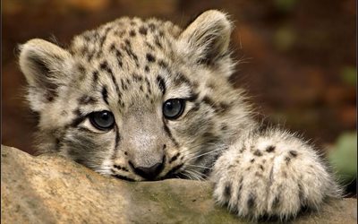 bambino, snow leopard