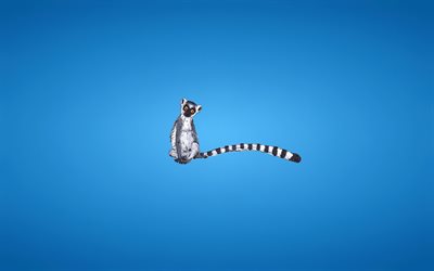lemur, blue background, minimalism
