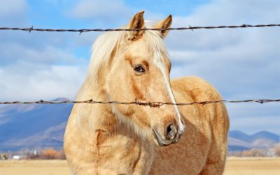 cheval, ferme, de la clôture