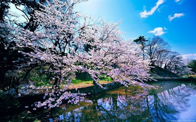 çiçek bahçesi, göl, sakura, Japon kiraz