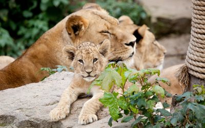 lion, de la famille, des lions