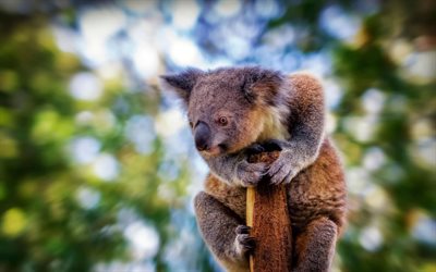 koala, branch