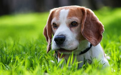 beagle, cani, cucciolo di beagle